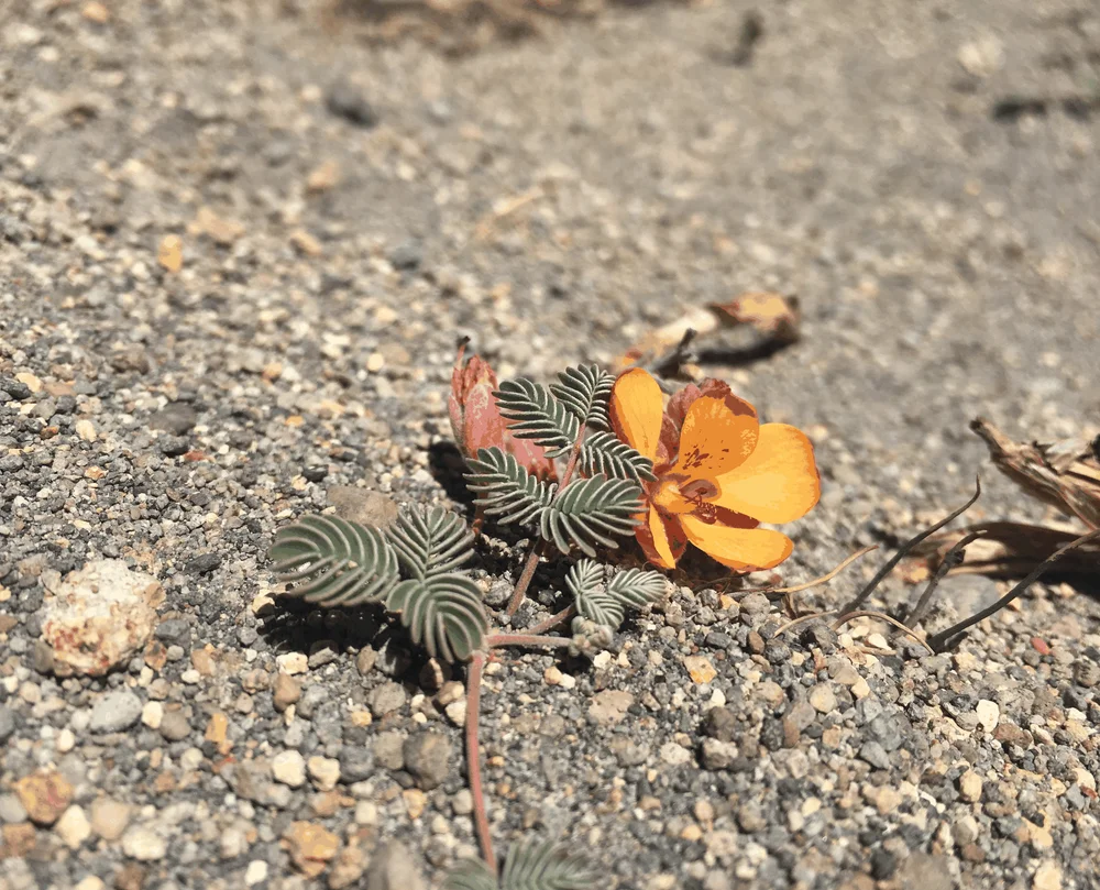 Hoffmannseggia doellii, planta del desierto